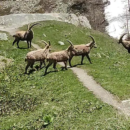 Al204 * Aosta
