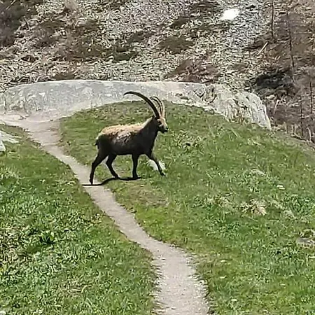 Al204 * Aosta